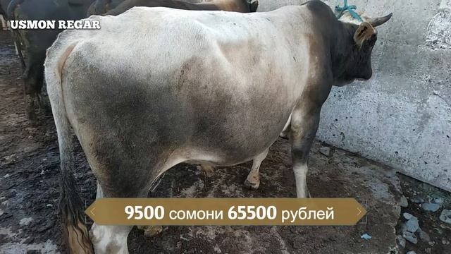 мол бозор регар нархи букача 2 июнь не пропустите смотреть онлайн
