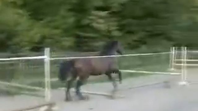 6. by Selle Francais Alligator Fontaine 6 yo, stallion,173cm,73% xx смотреть онлайн