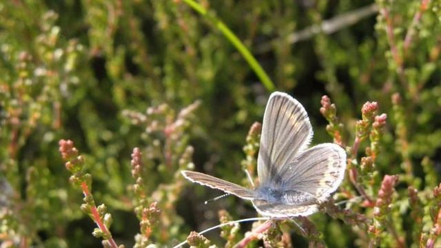 Blauwtjes tussen hei van Bollenkamer-Texel смотреть онлайн