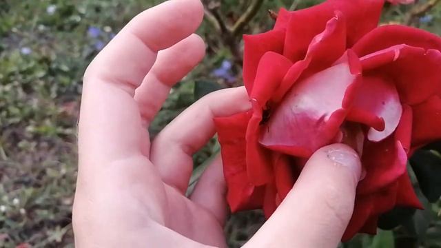 НИКТО, ИЗ МОЛОДЁЖНОГО ПАТРУЛЯ, ВО ВРЕМЯ ОБУЧЕНИЯ ЕЗДЕ НА ЭЛЕКТРОСАМОКАТАХ. НИКТО. ТАКЖЕ Я ДО ЭТОГО: смотреть онлайн