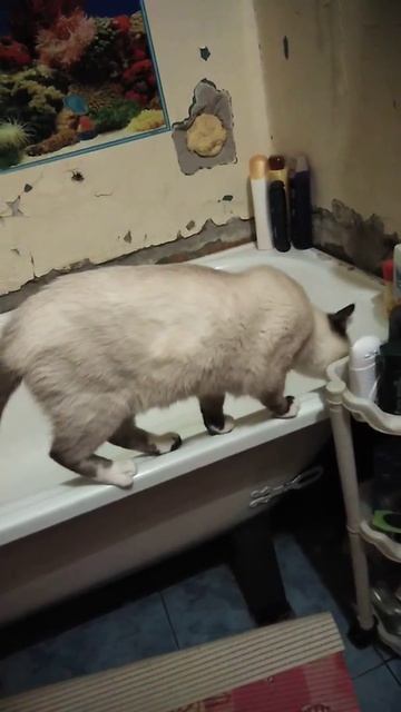 Мой кот очень неуклюжий смотреть онлайн