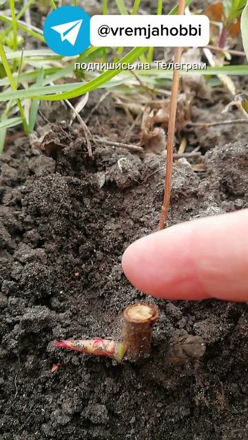 Прививки роз на шиповник пробудились