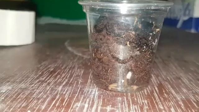 Trap Jaw Queen 1 month progress and feeding time смотреть онлайн