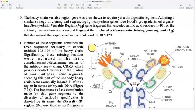 Zoology MSc Sem3 CC10 IgG Genes: Organisation & expression p7 смотреть онлайн