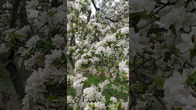 звук природы, деревня😇😇🥰 смотреть онлайн