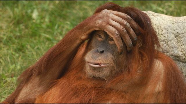 Звуки орангутана. Orangutan Sounds.