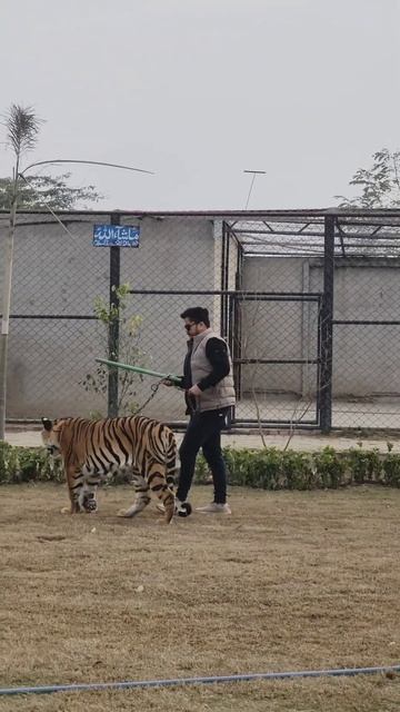 Beautiful Big Bengal Tiger In Chain | Nouman Hassan | смотреть онлайн