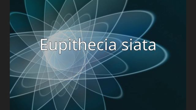 Eupithecia siata смотреть онлайн