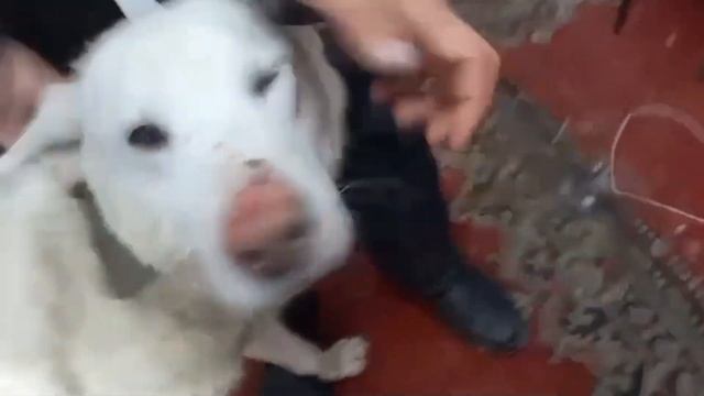 Самые лучшие якутские хвостики ищут дом! смотреть онлайн