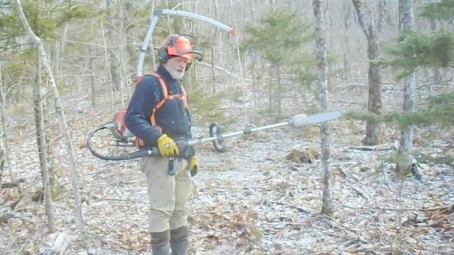 Beech Management With Husqvarna 535 FBx Backpack Chainsaw April 2020