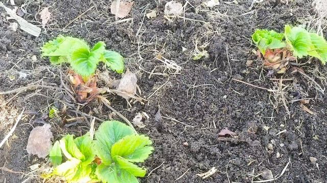 Пришло тепло, привожу в порядок клубнику🍓 смотреть онлайн