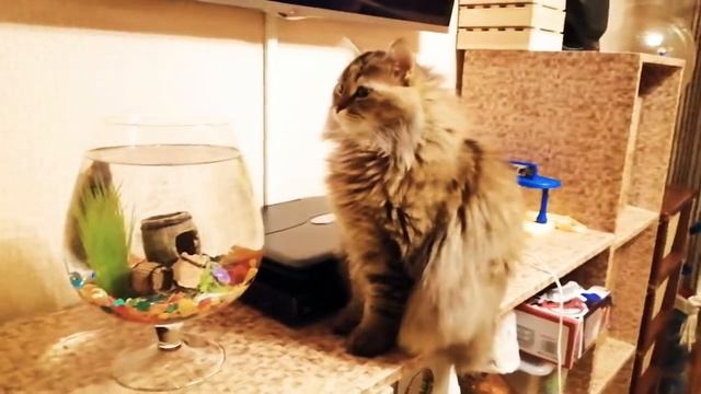 Кот и Рыбка смотреть онлайн