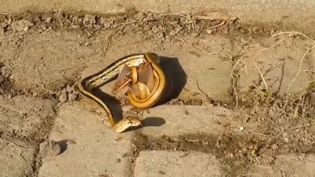 Amazing animal battle Video | Animals fight смотреть онлайн