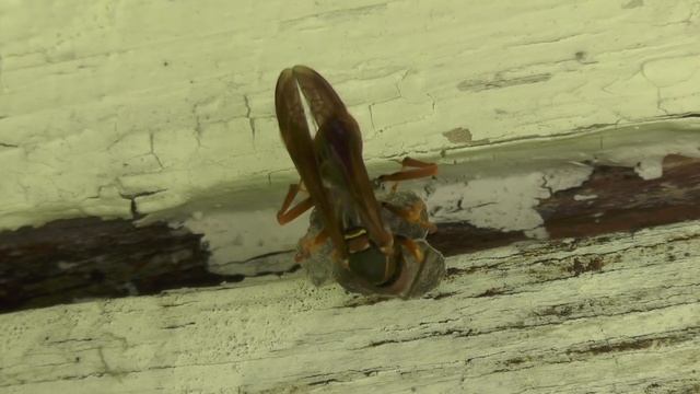Wild Polistes Fuscatus "Northern Paper Wasp" Queen builds nest, stores food, lays egg, cools nest смотреть онлайн