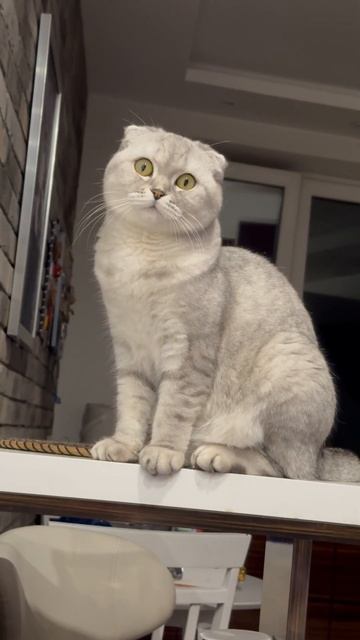 #youtubeshorts #котикиправятмиром #мимишность #шерри #шортс #прикол #прикол #cats #красота смотреть онлайн