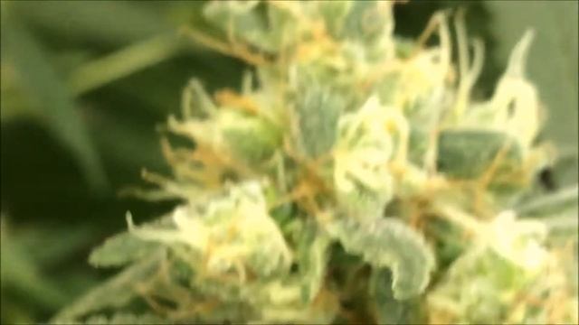My Friends Grow Coco Coir Day 58 Flower/Bloom смотреть онлайн