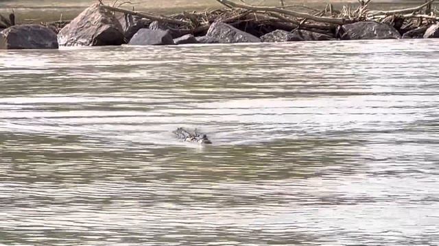 A big Salt Water Crocodile approaching at Cahill’s Crossing, Kakadu National Park, Australia смотреть онлайн