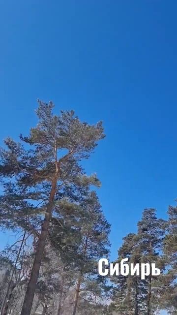 Сосны, кедры...а хочется солнце и кеды смотреть онлайн