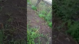 Табак Сибири.об особенностях выращиваемых сортов махорки👍🖋
