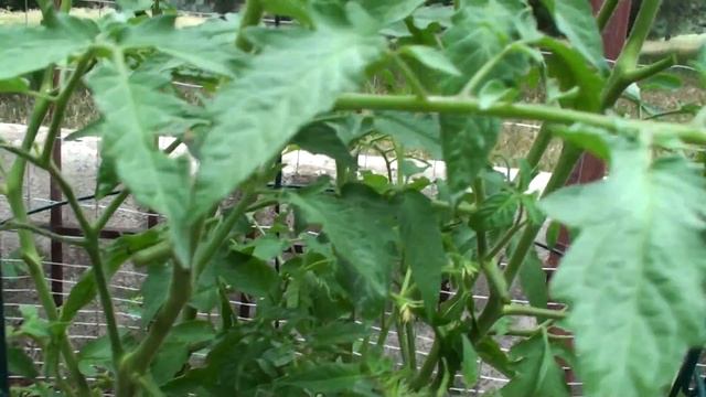 Black Krim Tomato Has Fruit From Blooms Now смотреть онлайн