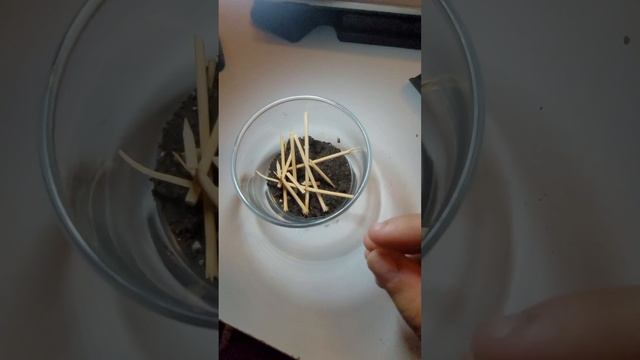 yalncı karaduluma (Steatoda grossa) yeni yuva yaptım смотреть онлайн