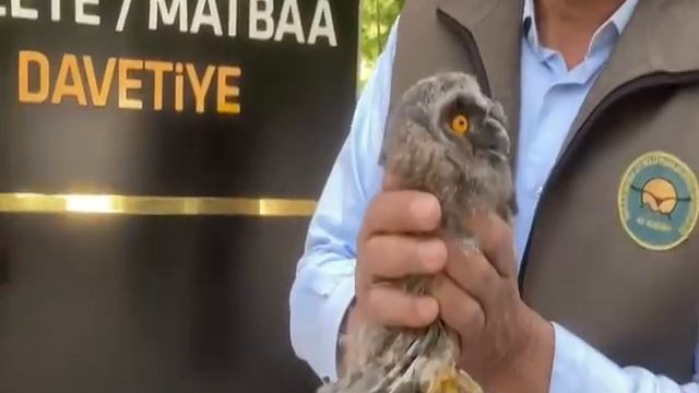 YAVRU BAYKUŞ'UN BAKIŞLARI... смотреть онлайн