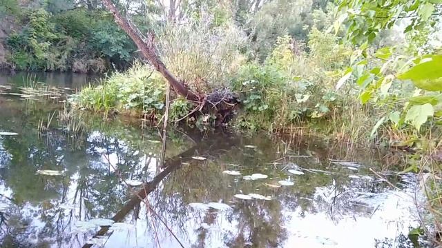 Наш бобр добр смотреть онлайн