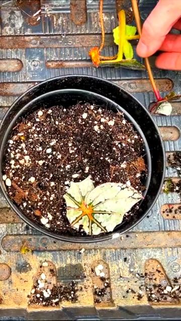 Begonia Propagation: Easy 'Leaf cuttings' Method! смотреть онлайн