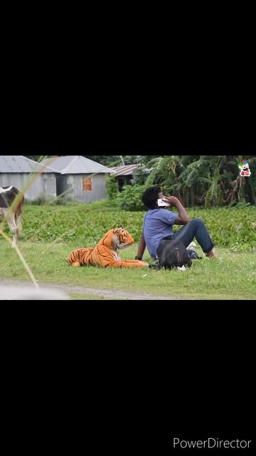fake tiger🐅🐅🐅🐅 best💯💯 funny🤣🤣 #viralshort #shorts #viral #youtubeshorts #ytshorts #trendingshorts смотреть онлайн