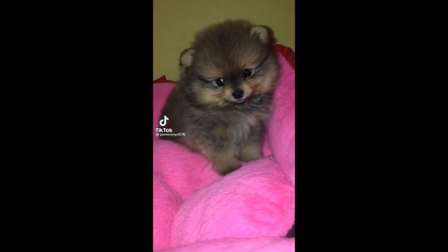 10 минут смеха.Приколы с животными.Забавные животные . смотреть онлайн