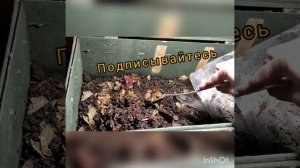 Разводим калифорнийских червей в домашних условиях