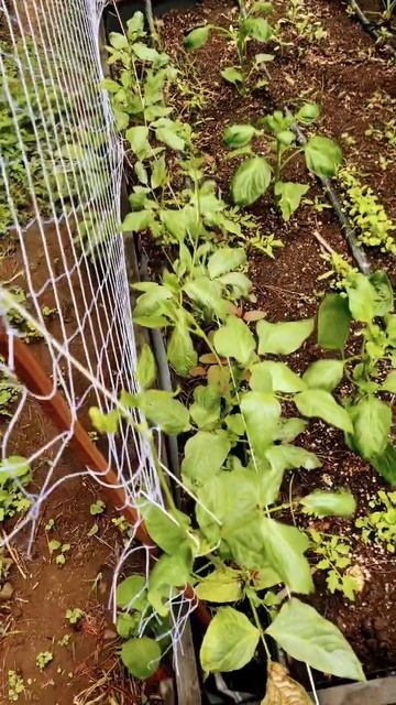 Esponja vegetal y chauchas de metro смотреть онлайн