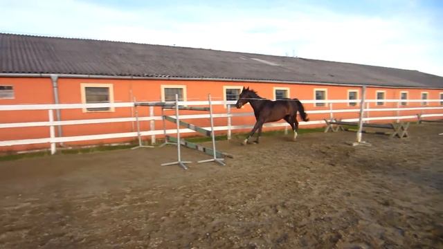 258 Ji / 6 yo gelding Jerome E - Amoural, 运动马匹出售 / Лошади на продажу смотреть онлайн