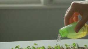 Как защитить рассаду от чёрной ножки - Советы огородные