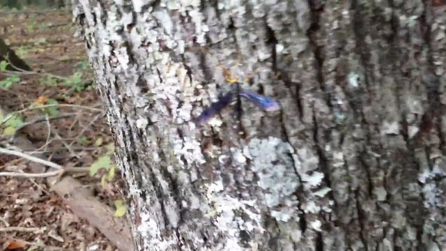 Megarhyssa (Ichneumonid Wasp) смотреть онлайн