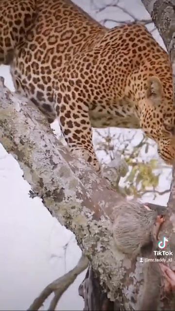 wild life photography #shorts #wildlife #tiger #lion #wildlifephotography #trending #photography смотреть онлайн
