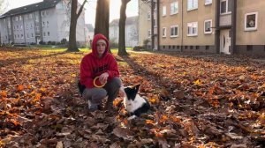 Как научить собаку команде «неси». 3 способа