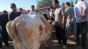 ШАХРИХОН МОЛ БОЗОРИ «ЖУЖА» ХОЛДОНБЕК | 25-июн, 2024.