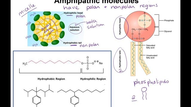 Bonds, membranes, and macromolecules PPT online lecture смотреть онлайн
