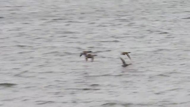 Кряквы смотреть онлайн