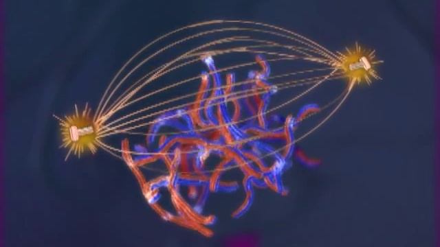 13_08Meiosis смотреть онлайн