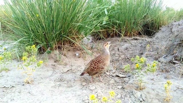 Teetar Sound | teetar ki awaz | female teetar awaz | gray francolin teetar voice смотреть онлайн