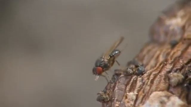 Drosophila ambigua with Stigmatomyces majewskii смотреть онлайн