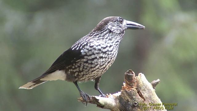 NÖTKRÅKA Spotted Nutcracker (Nucifraga caryocatactes) Klipp - 427 смотреть онлайн
