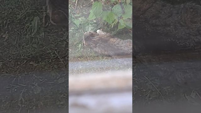 Коты и актинидия смотреть онлайн