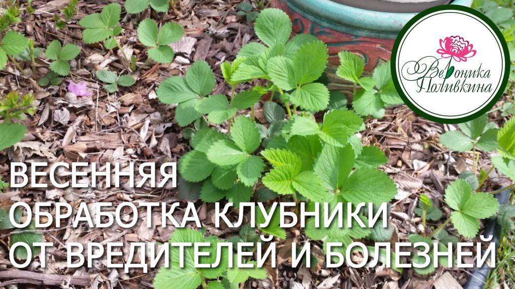 ВЕСЕННЯЯ ОБРАБОТКА КЛУБНИКИ ОТ ВРЕДИТЕЛЕЙ И БОЛЕЗНЕЙ смотреть онлайн