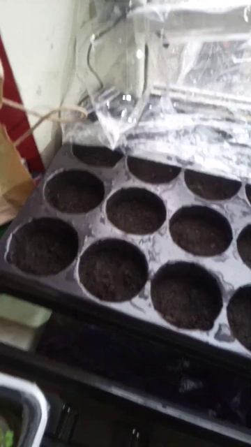 огород на подоконнике,редис.из семян для микрозелени, эксперимент смотреть онлайн