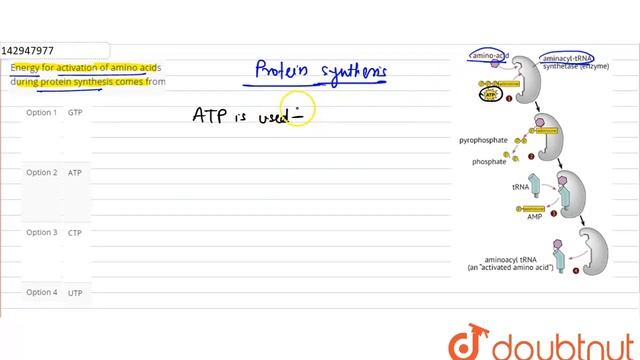Energy for activation of amino acids during protein synthesis comes from | 12 | MOLECULAR BASIS... смотреть онлайн