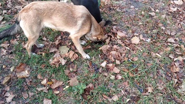 Собаки, которые едят виноград (04.11.2021) смотреть онлайн