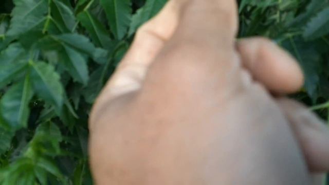 شجرة الزنزلخت/Melia azedarach/فوائد شجرة الزنزلخت/طريقة العناية و الإكثار смотреть онлайн
